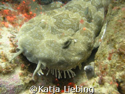 An odd couple by Katja Liebing 